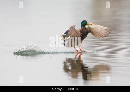 mallard (Anas platyrhynchos), landing on water surface, Germany, Bavaria, Lake Chiemsee Stock Photo
