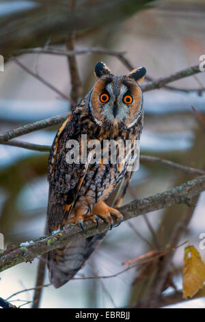 long-eared owl (Asio otus), at sleeping site in winter, Germany, Bavaria Stock Photo