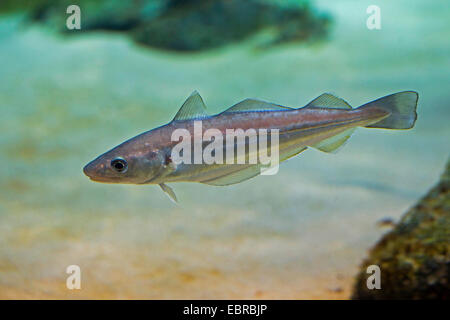 whiting (Merlangius merlangus), swimming Stock Photo