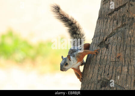 Variegated squirrel (Sciurus variegatoides), on the trunk of a coconut palm, Costa Rica Stock Photo