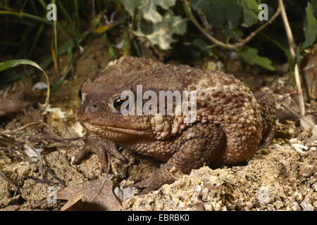 European common toad (Bufo bufo), well camouflaged on the ground, Bulgaria, Pirin-Gebirge, Melnik Stock Photo