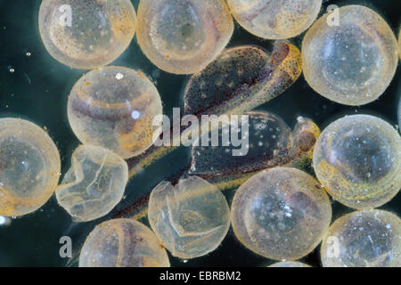 pike, northern pike (Esox lucius), eggs with vivible eyes and newly hatched larvae Stock Photo