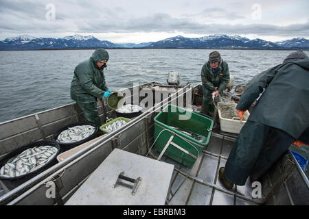 whitefishes, lake whitefishes (Coregonus spec.), fishermen catching whitesfished on the Chiemsee, Germany, Bavaria, Lake Chiemsee Stock Photo