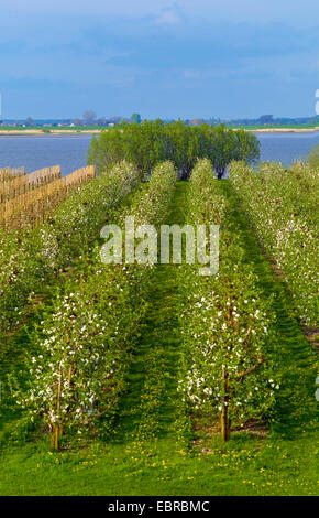 apple tree (Malus domestica), flowering apple trees at the Altes Land near Luehe Gruenendeich, in the background Schleswig Holstein., Germany, Lower Saxony Stock Photo