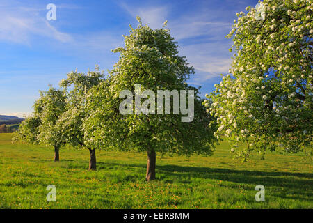 common pear (Pyrus communis), flowering pear trees in spring, Switzerland, Zuercher Oberland Stock Photo