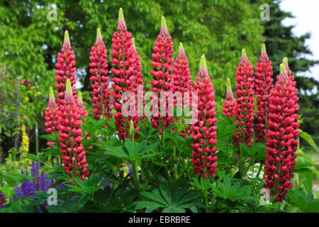 bigleaf lupine, many-leaved lupine, garden lupin (Lupinus polyphyllus), red lupines, Germany Stock Photo