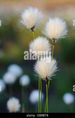tussock cotton-grass, hare's-tail cottongrass (Eriophorum vaginatum), infructescences, Germany, Lower Saxony Stock Photo