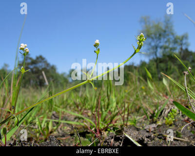 Common Marsh bedstraw, Common Marsh-bedstraw (Galium palustre, Galium palustre subsp. palustre), blooming in a meadow, Germany, North Rhine-Westphalia Stock Photo
