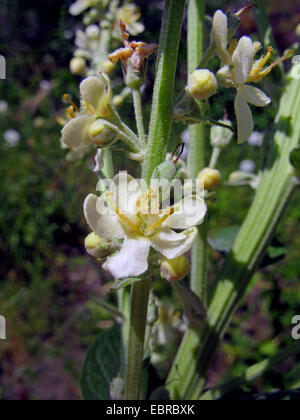 white mullein, dark mullein (Verbascum lychnitis), flower, Germany Stock Photo