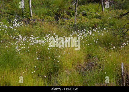 tussock cotton-grass, hare's-tail cottongrass (Eriophorum vaginatum), fruiting, Russia, Karelia Stock Photo