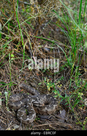 Coastal viper, European coastal viper, Ottoman viper, Near East viper (Vipera xanthina, Daboia xanthina, Montivipera xanthina), winding on the ground, Turkey, Lycia, Dalyan, Mugla Stock Photo