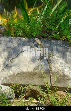 Roughtail rock agama, Hardun (Agama stellio, Stellio stellio, Laudakia stellio), sunbathing on a stone, Turkey, Mula, Lykien, Anatolien, Dalyan Stock Photo