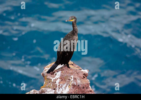 Mediterranean Shag (Phalacrocorax=Stictocarbo aristotelis desmarestii) Stock Photo