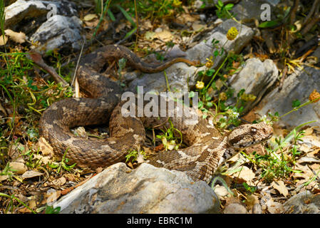 Coastal viper, European coastal viper, Ottoman viper, Near East viper (Vipera xanthina, Daboia xanthina, Montivipera xanthina), winding on the ground, Turkey, Lycia, Dalyan, Mugla Stock Photo