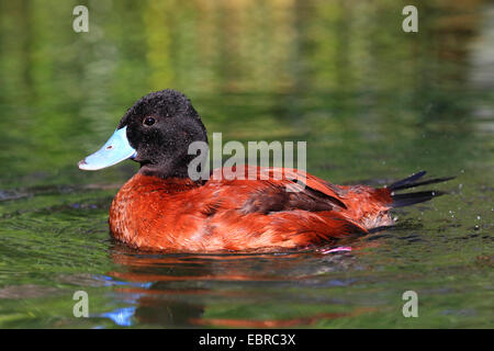 Argentine lake duck (Oxyura vittata), drake Stock Photo