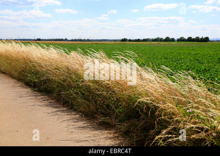 false oat-grass, tall oat-grass, tall oatgrass (Arrhenatherum elatius), field path with withered oatgrass, Germany Stock Photo