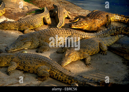 Nile crocodile (Crocodylus niloticus), several Nile crocodiles on the shore, Cote d'Ivoire, Yamoussoukro Stock Photo