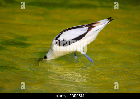 pied avocet (Recurvirostra avosetta), on the feed, Germany Stock Photo