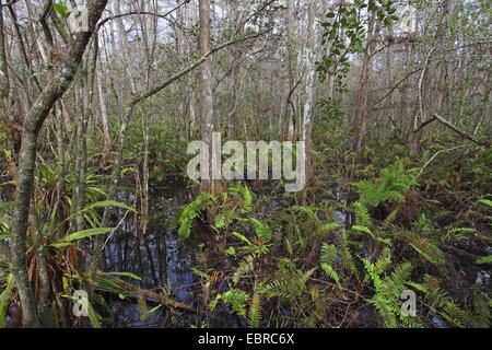 baldcypress (Taxodium distichum), undergroth in a swamp cypress wood, USA, Florida, Corkscrew Swamp Stock Photo