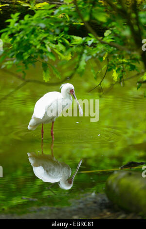 African spoonbill (Platalea alba), in a little pond with mirror image Stock Photo