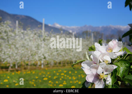apple tree (Malus domestica), apple flowers in front of plantation and mountain scenery, Italy, South Tyrol Stock Photo