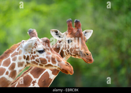 reticulated giraffe (Giraffa camelopardalis reticulata), portrait of two giraffes Stock Photo