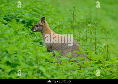 tammar wallaby, dama wallaby (Macropus eugenii), amongst nettles Stock Photo