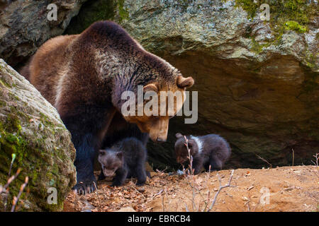 European brown bear (Ursus arctos arctos), brown bearess with her two bear cubs before the den, Germany, Bavaria, Bavarian Forest National Park Stock Photo