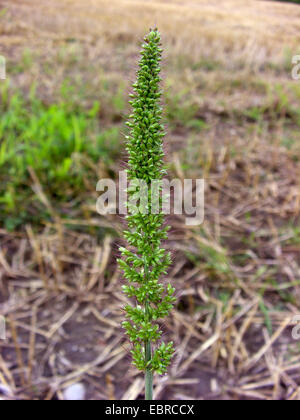 Bristly foxtail, Hooked bristlegrass (Setaria verticillata), inflorescence, Germany Stock Photo