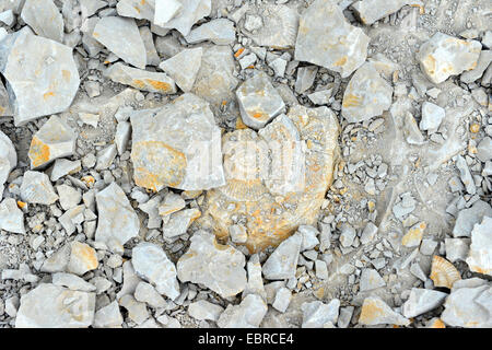 Ammonite fossil in limestone rock Stock Photo