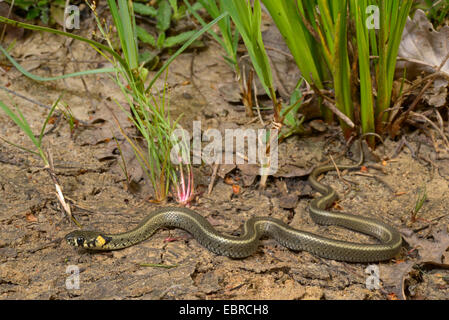 Balkan grass snake (Natrix natrix persa), young grass snake at the shore, Turkey, Lycia, Dalyan, Mugla Stock Photo