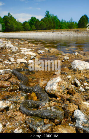 dice snake (Natrix tessellata), winding at a stony shore, Turkey, Lycia, Dalyan, Mugla Stock Photo