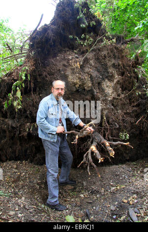 man standing in front of root system of a disrooted birch, storm front Ela at 2014-06-09, Germany, North Rhine-Westphalia, Ruhr Area, Essen Stock Photo