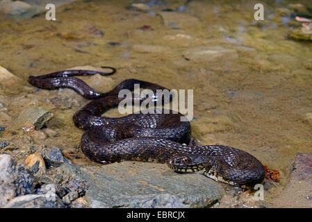 dice snake (Natrix tessellata), winding at a shore, Turkey, Lycia, Dalyan, Mugla Stock Photo