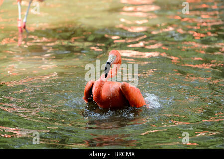 Greater flamingo, American flamingo, Caribbean Flamingo (Phoenicopterus ruber ruber), taking a bath in spring Stock Photo