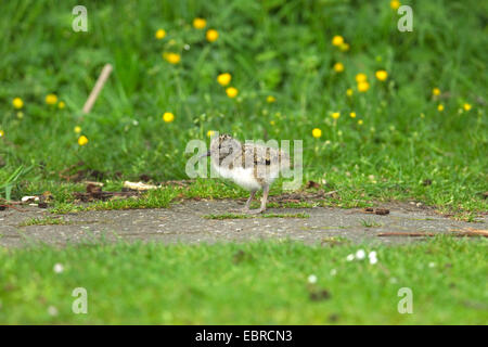 palaearctic oystercatcher (Haematopus ostralegus), chick on a path, Germany, Lower Saxony, Norderney Stock Photo