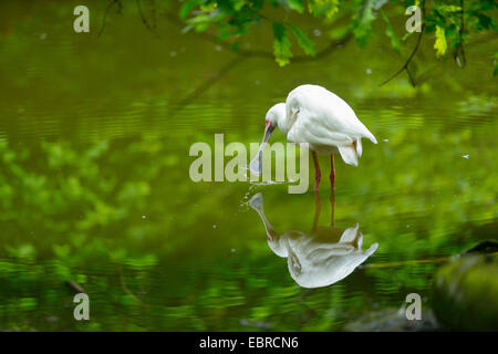 African spoonbill (Platalea alba), in a little pond with mirror image Stock Photo