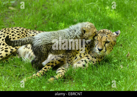 cheetah (Acinonyx jubatus), cheetah cub tussling on his mother Stock Photo