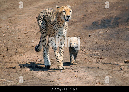 cheetah (Acinonyx jubatus), female with pup, Kenya, Masai Mara National Park Stock Photo
