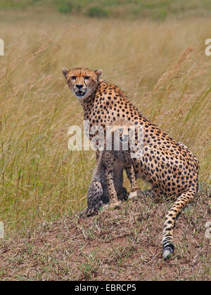 cheetah (Acinonyx jubatus), sitting in grass with its pup, Kenya, Masai Mara National Park