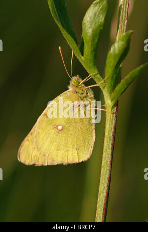 Pale Clouded Yellow (Colias hyale), sitting at a plant, Switzerland, Bernese Oberland Stock Photo