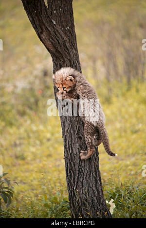 cheetah (Acinonyx jubatus), juvenile climbing up a tree trunk, Tanzania, Serengeti Stock Photo