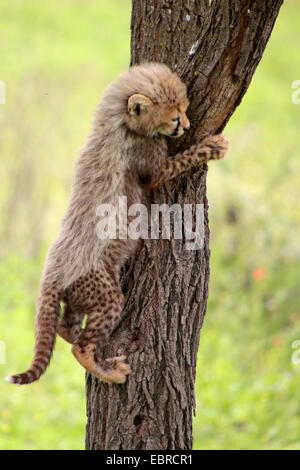 cheetah (Acinonyx jubatus), juvenile climbing up a tree trunk, Tanzania, Serengeti National Park Stock Photo