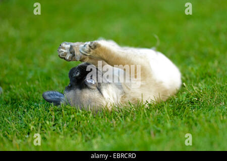 Pug (Canis lupus f. familiaris), puppy lying on the back in a meadow and playing with the paws, Germany Stock Photo