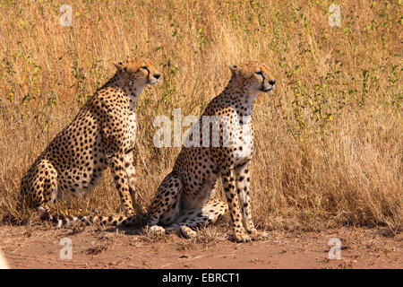 cheetah (Acinonyx jubatus), in the feed, Tanzania, Serengeti National Park Stock Photo