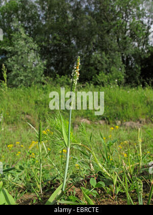 orange foxtail, short-awn foxtail (Alopecurus aequalis), blooming, Germany Stock Photo