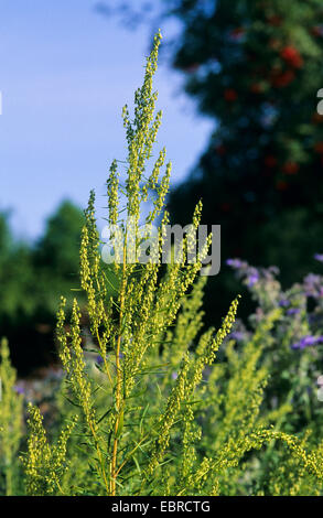 dragon sagewort, tarragon, estragole, esdragol, esdragon (Artemisia dracunculus), inflorescence Stock Photo