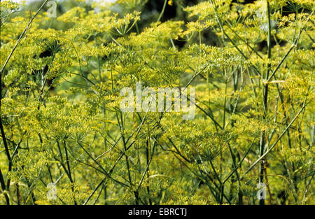 sweet fennel (Foeniculum vulgare, Anethum foeniculum), blooming Stock Photo
