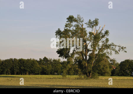 aspen, poplar (Populus spec.), single aspen with broken branches after storm Ela, Germany, North Rhine-Westphalia, Ruhr Area, Herne Stock Photo