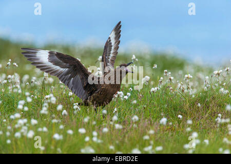 great skua (Stercorarius skua), flapping wings and calls, Norway Stock Photo